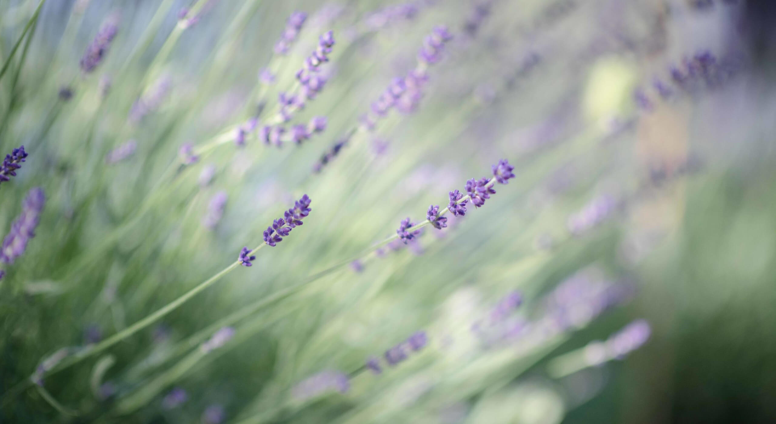 herz-zu-herz_header herz-zu-herz_header